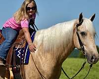 all-tennessee-walking-horse