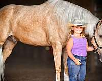 all-around-tennessee-walking-horse