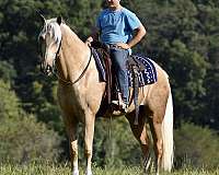 and-more-tennessee-walking-horse