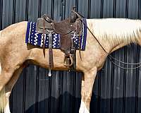 and-temperament-tennessee-walking-horse