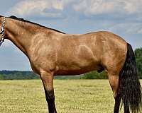 western-horse-kentucky-mountain