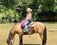 kid-friendly-horse-kentucky-mountain