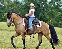 western-dressage-horse-kentucky-mountain