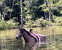 tennessee-walking-horse-kentucky-mountain