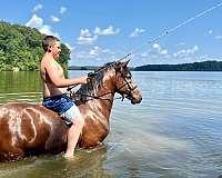 gaited-horse-kentucky-mountain