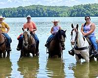 horse-for-sale-kentucky-mountain