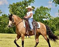 gun-safe-horse-kentucky-mountain