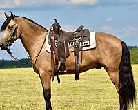 trail-horse-for-sale-kentucky-mountain