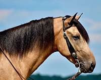 smooth-gaited-horse-kentucky-mountain