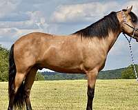 kentucky-mountain-horse