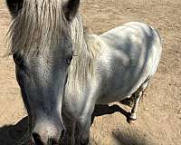 trained-youth-miniature-horse