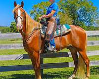 chestnut-blaze-r-hind-sock-horse