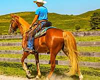 affectionate-tennessee-walking-horse