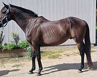 thoroughbred-horse-for-sale