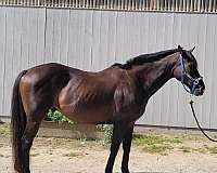 thoroughbred-horse