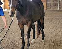 bay-thoroughbred-gelding