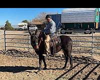 ranch-work-mule