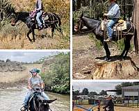 ranch-work-mule