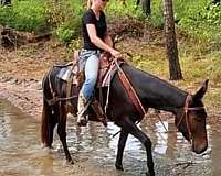 trail-riding-mule