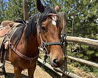 halter-quarter-horse