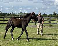 black-brown-halter-horse