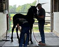 black-brown-friesian-percheron-horse