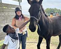 black-brown-foal-for-sale