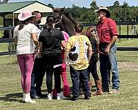 black-brown-friesian-percheron-for-sale