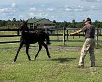 black-brown-sporthorse