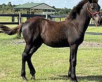 black-brown-friesian-percheron-foal