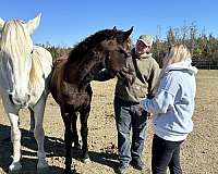 during-friesian-horse