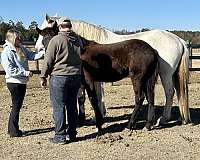 reasonable-offer-friesian-horse