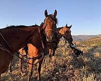 trail-riding-horse