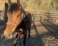 trail-horse-gelding