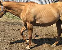 leg-barring-mare