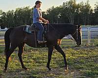 black-blaze-single-belly-spot-horse