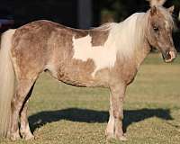 silb-ranch-pony