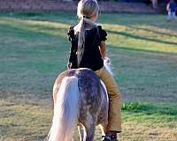 silb-trail-riding-pony