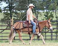 beginner-safe-quarter-horse