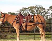 ranch-work-quarter-horse