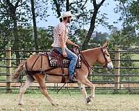 all-around-quarter-horse