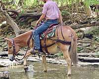 husband-safe-quarter-horse