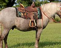 roan-pony