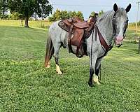 ranch-work-quarter-pony