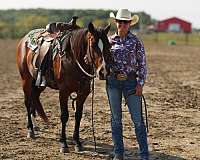 beginner-safe-quarter-horse