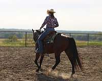 ranch-work-quarter-horse