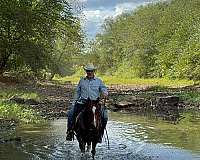 trail-quarter-horse