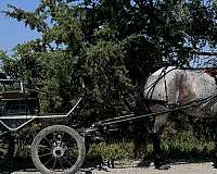 athletic-draft-horse