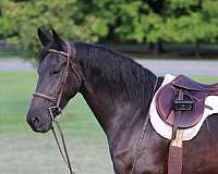 friesian-sport-horse