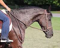 draft-friesian-horse